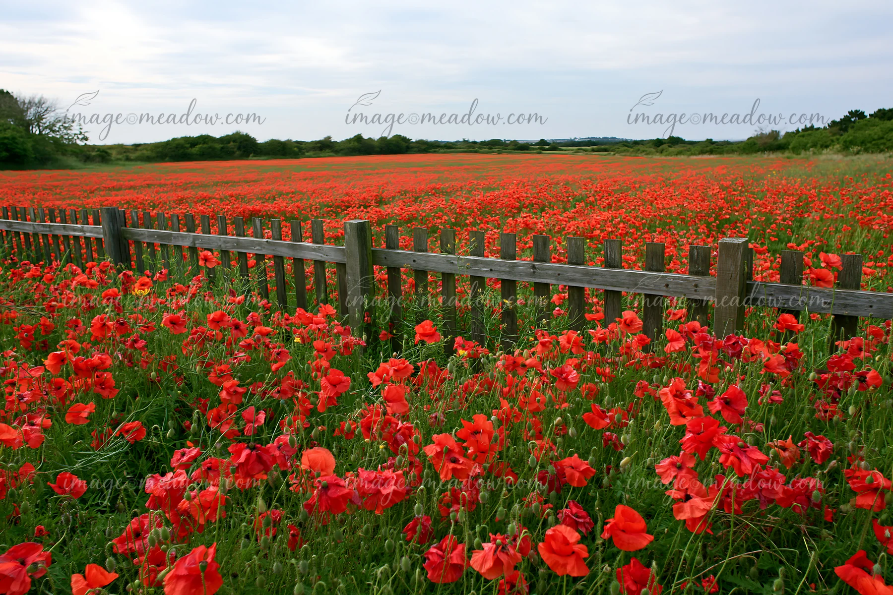 A wide view of flower-covered island landscape shows a field filled with bright red poppies, bordered by a wooden fence.