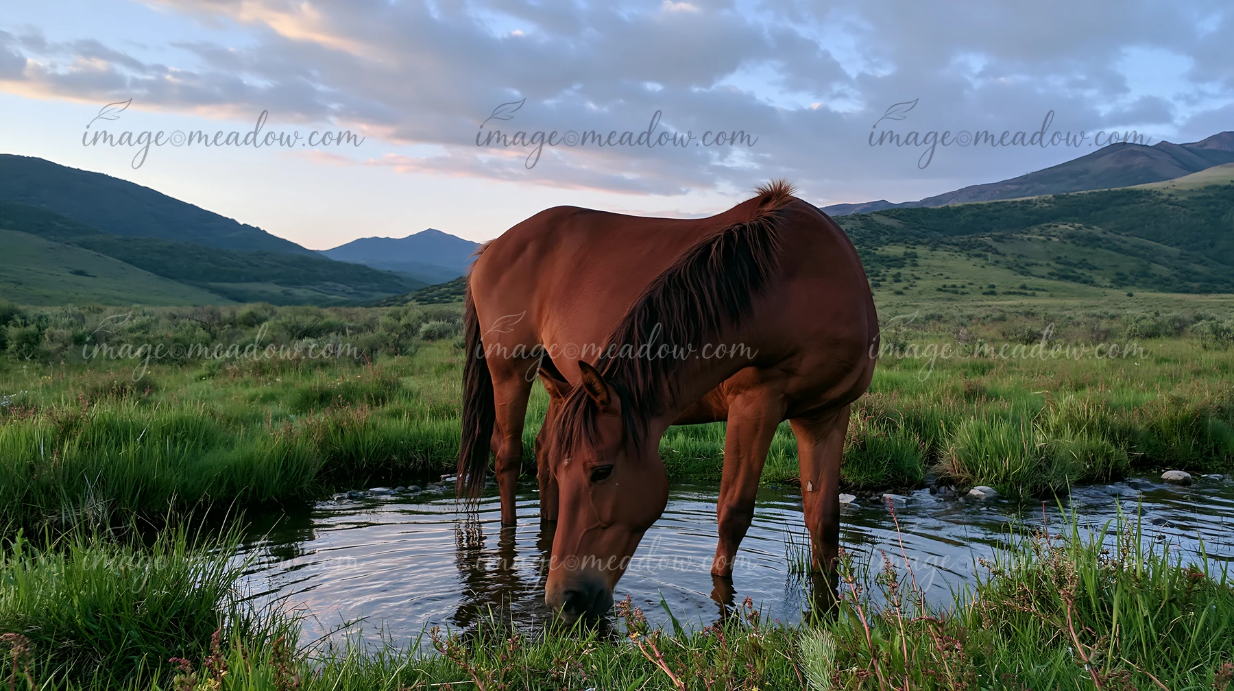 A wild horse drinks from a natural spring surrounded by grass and hills.