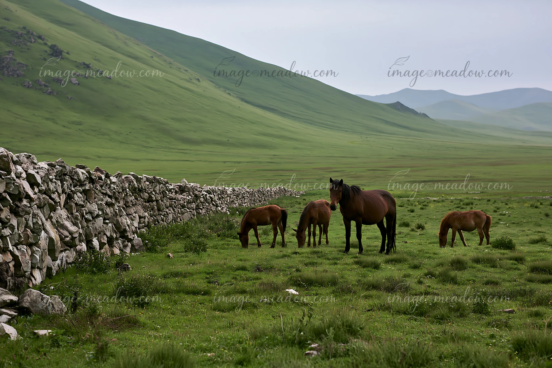 A wild horse family grazing together in a green field near a stone wall and rolling hills.