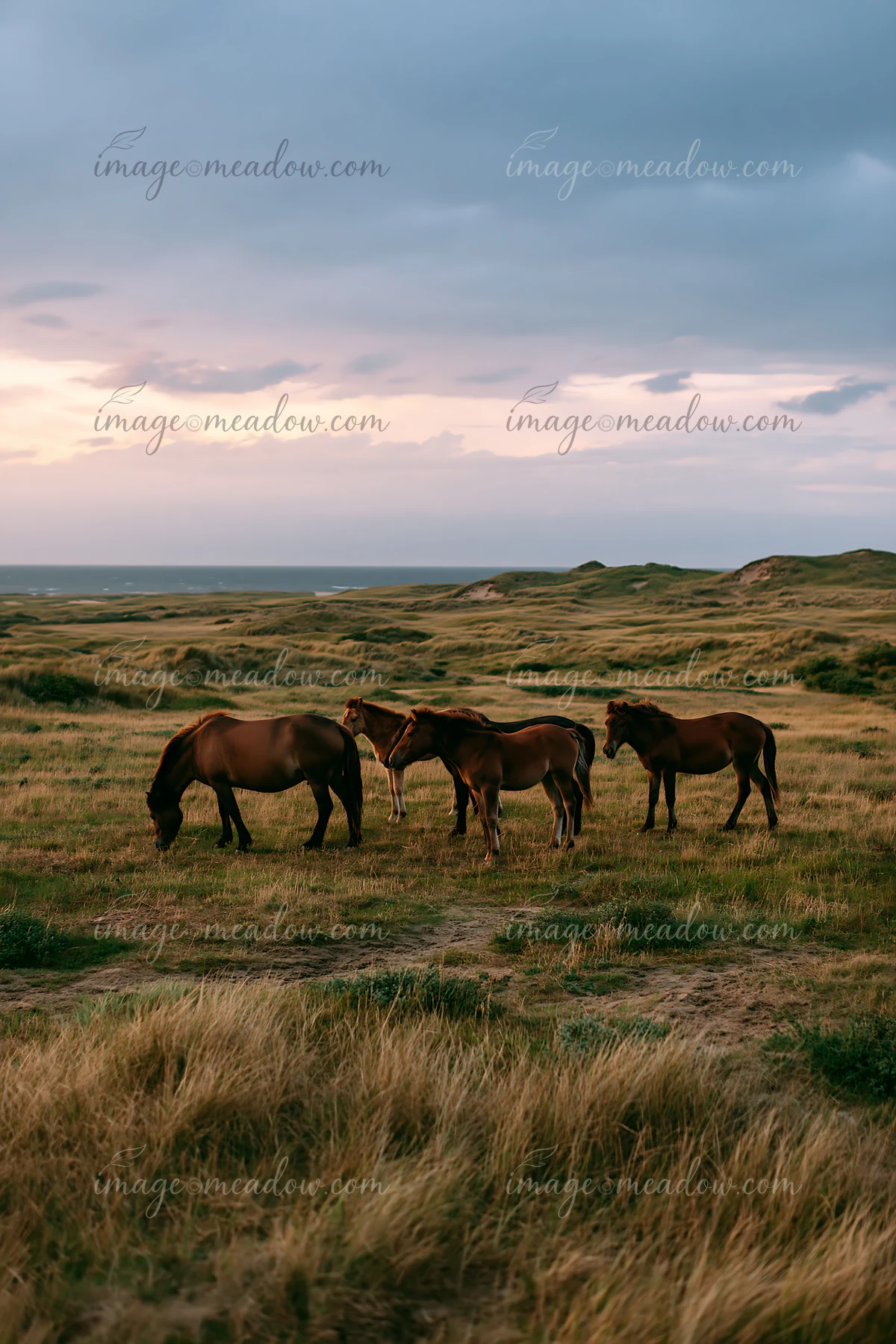 A wild horse family is grazing together in a grassy field near the coast during sunset.