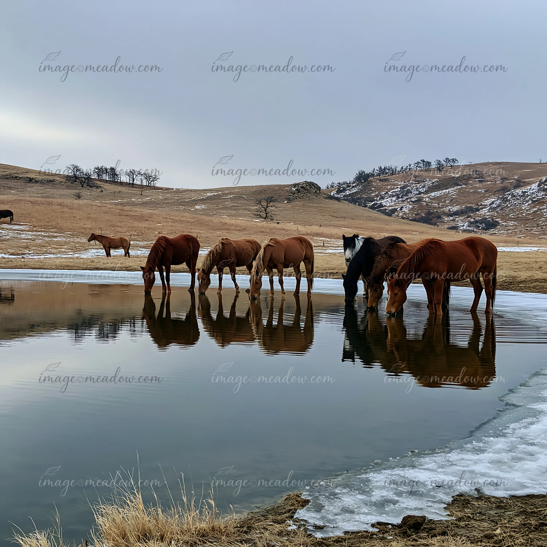 A wild horse herd reflected in pond stands at the water's edge in a grassy area during winter.