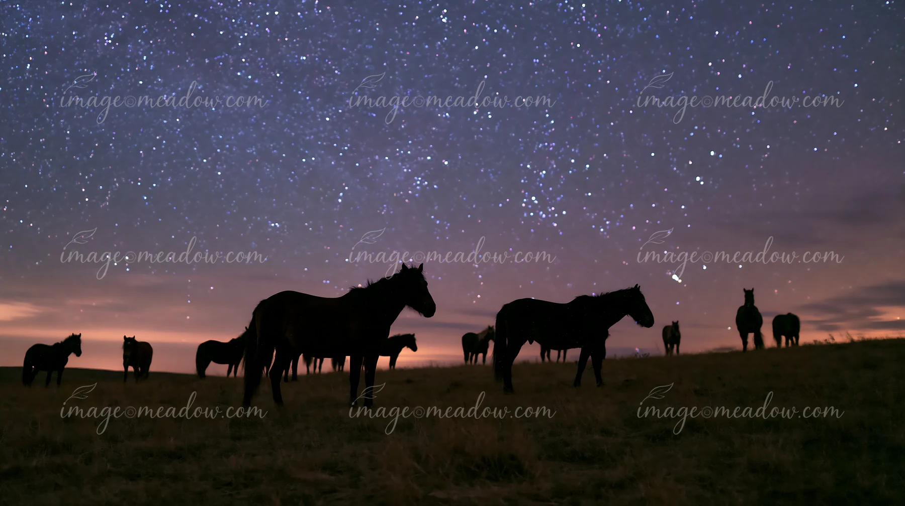 A wild horse herd stands in a field under a sky filled with stars.