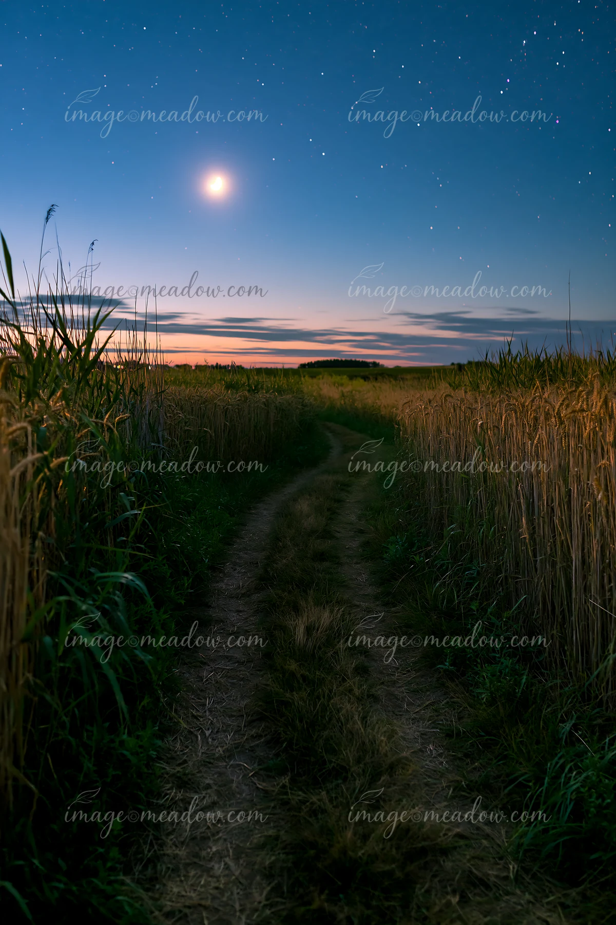 A winding dirt path runs through a wheat field under a starry night sky.