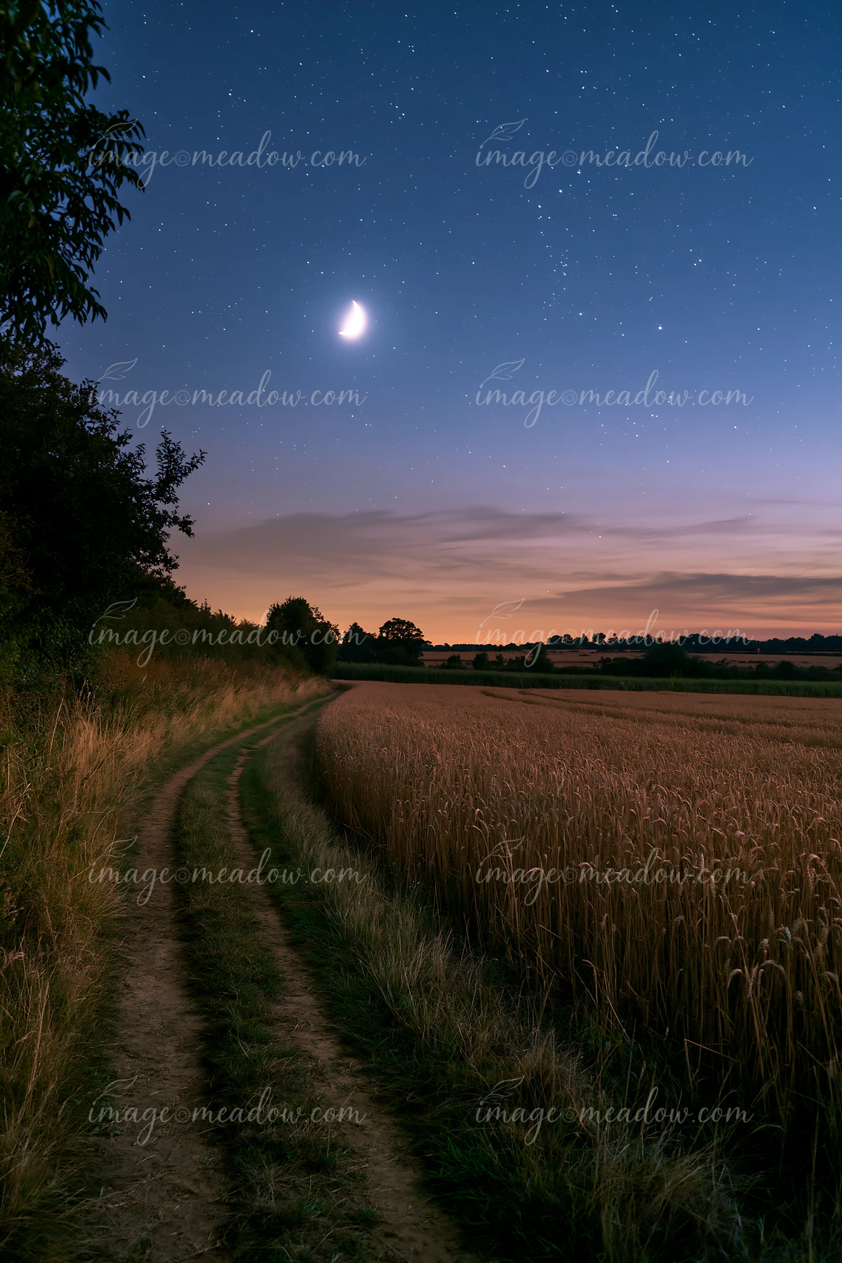 A winding dirt path runs through a wheat field under a starry sky.