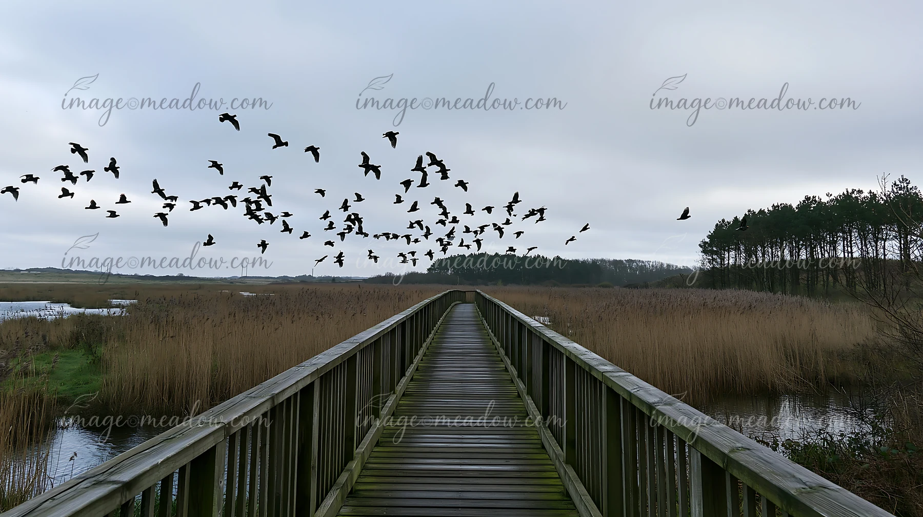A wooden boardwalk stretches through a meadow with birds flying overhead.