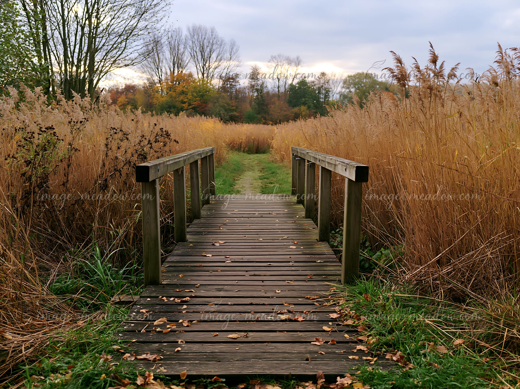 A wooden footbridge crosses a grassy path in a meadow with tall plants and trees in the background.