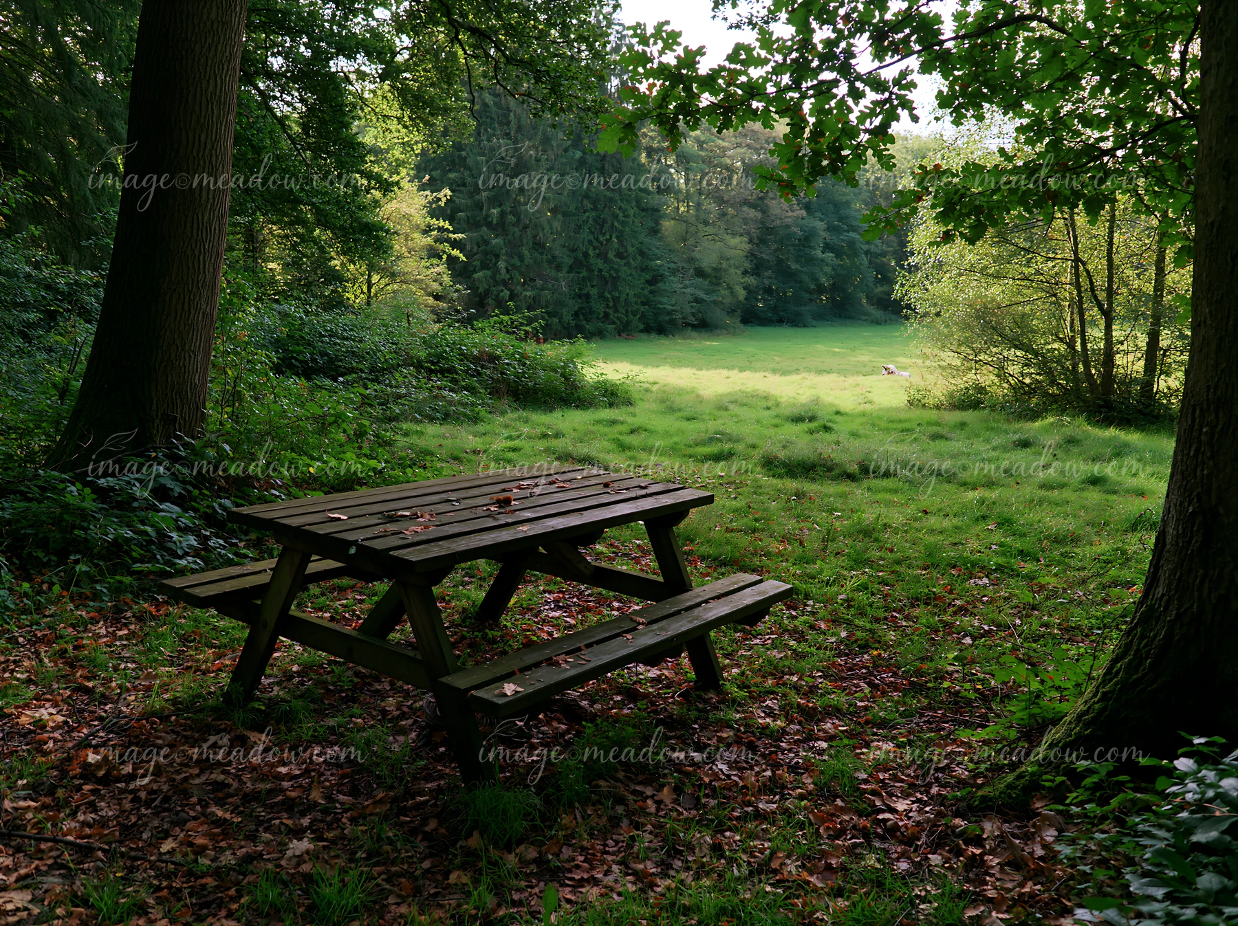 A wooden picnic table stands in a shaded meadow in woodland clearing surrounded by trees.