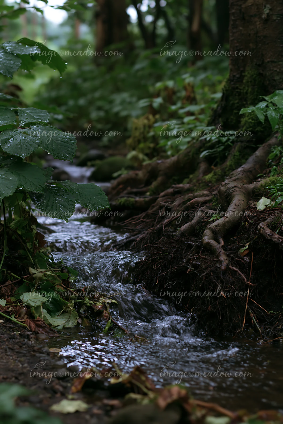 A woodland stream flows through a shaded forest beside exposed tree roots and rain-speckled green leaves.