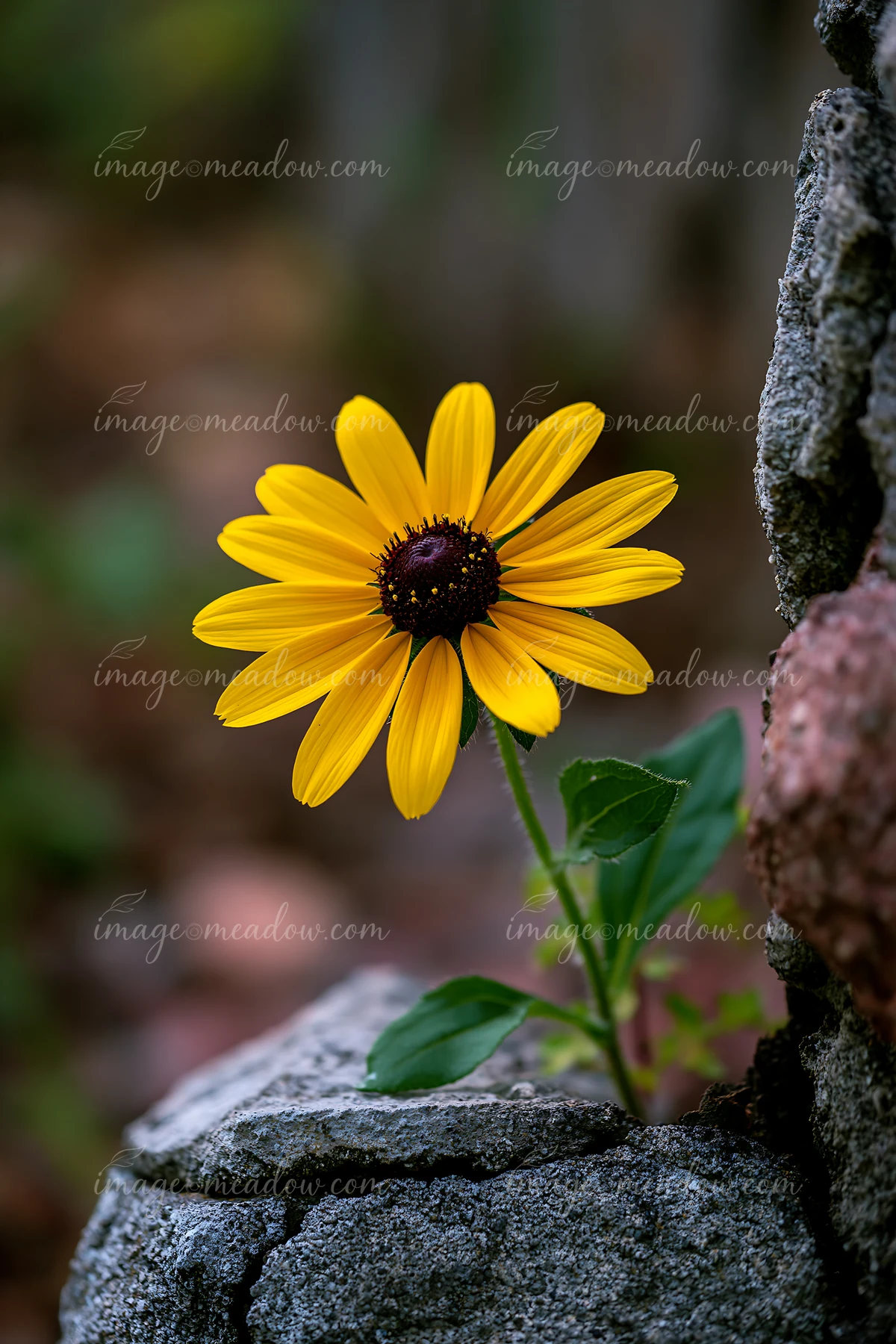 A yellow rudbeckia flower stands out against a stone background in bright sunlight, showcasing its round shape and vibrant petals.