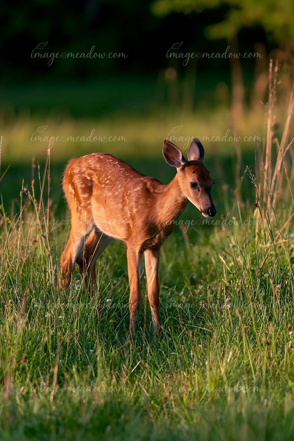A young deer stands in tall grass at the edge of a meadow surrounded by trees.
