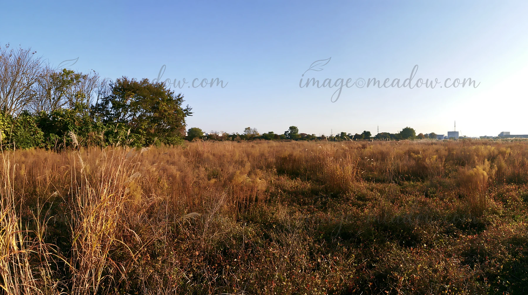 The scene shows a restored meadow in Aichi with tall autumn seedheads dominating the foreground. The landscape features clear skies and scattered greenery in th