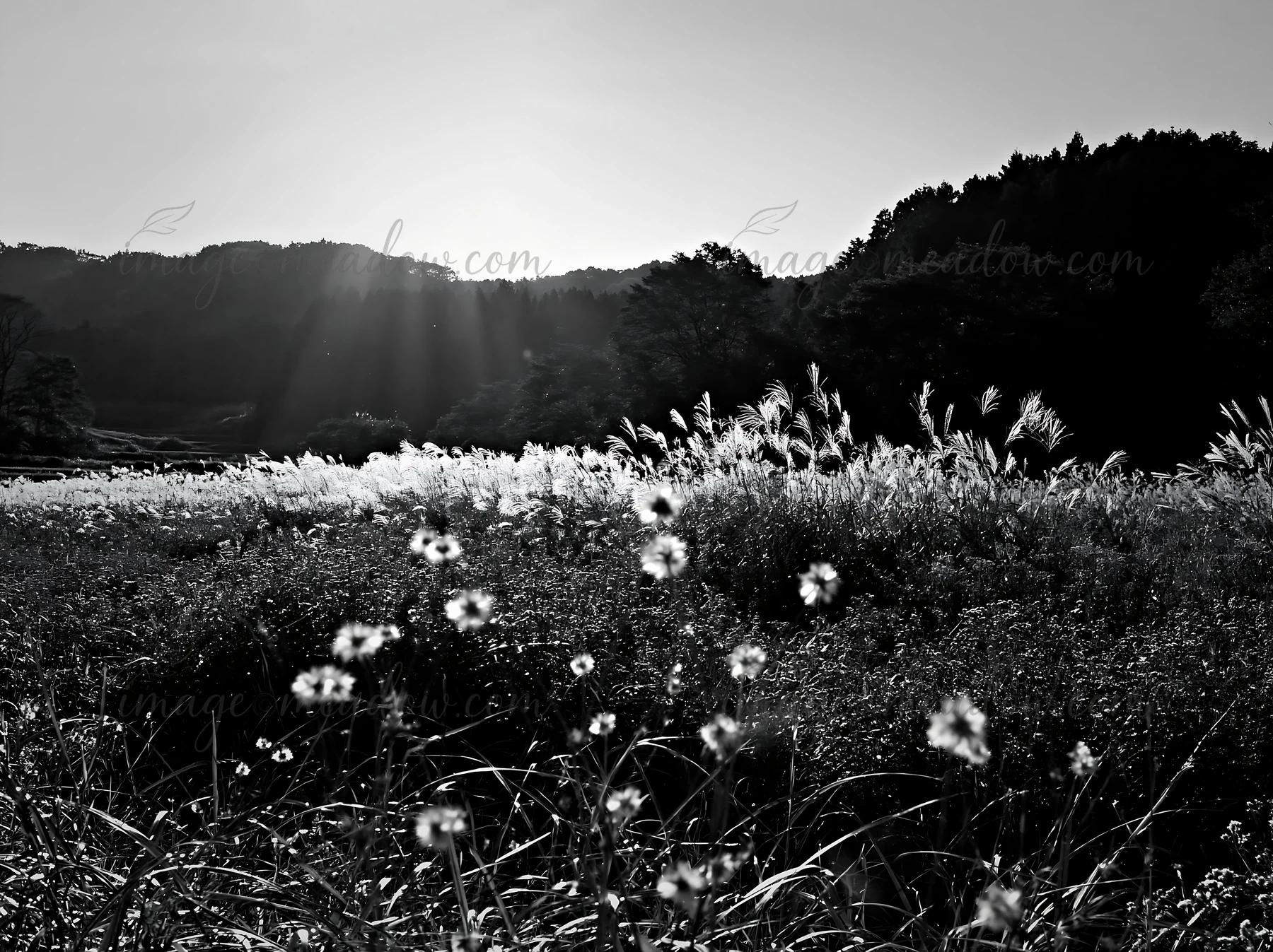 A restored meadow in Aichi during autumn. Seedheads are visible in the foreground as sunlight shines over the landscape. Presented as a premium high-contrast mo