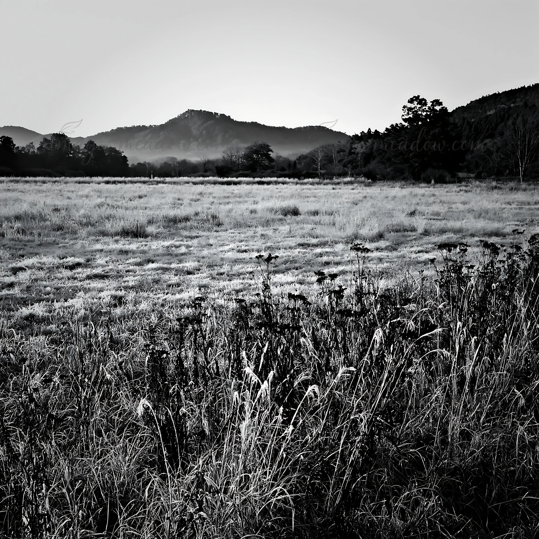 The photo shows a meadow in Aichi with seedheads in the foreground. Morning light highlights the frosted grass, and hills are visible in the background. Present