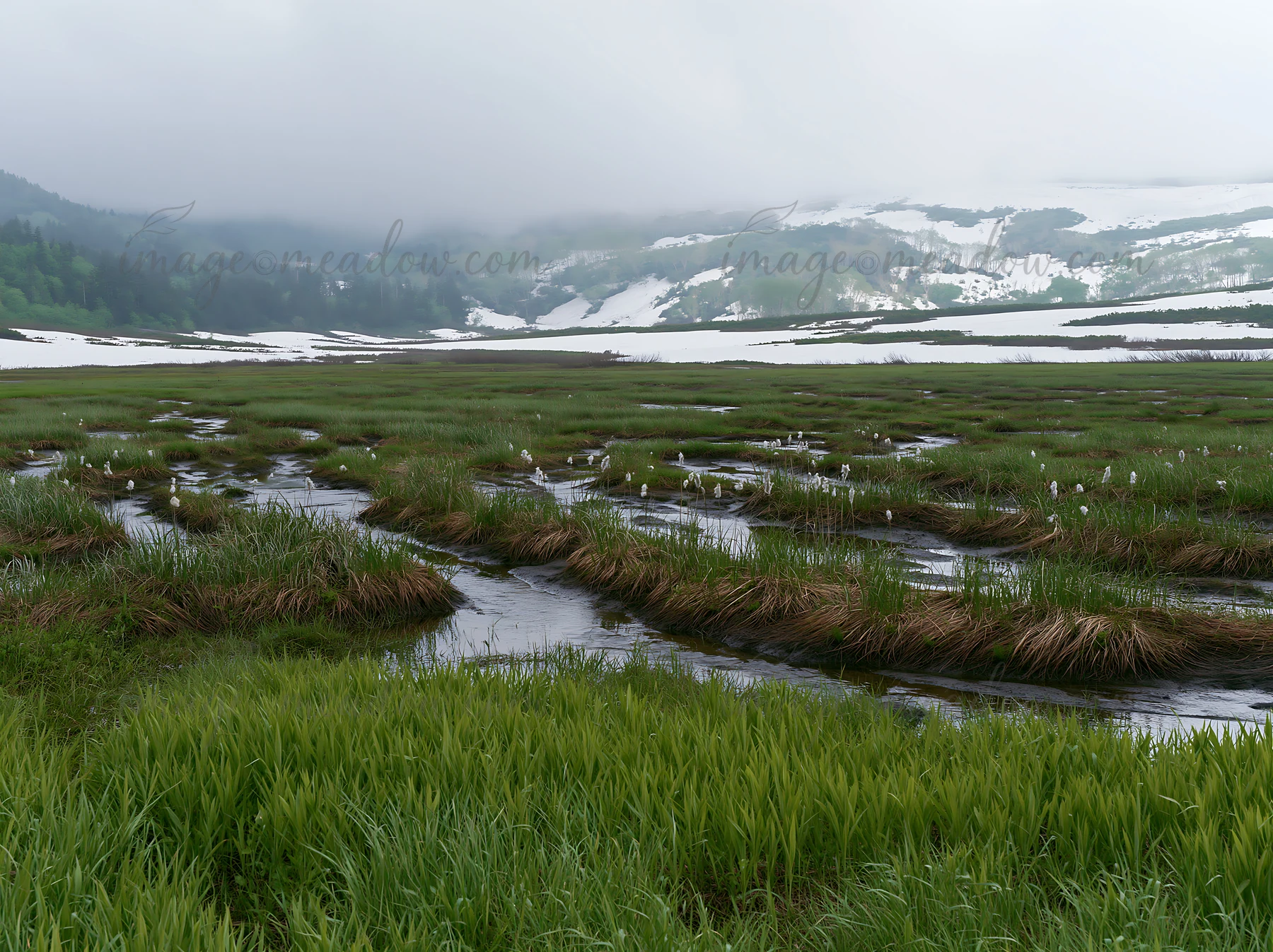 A meadow in Akita shows snowmelt and silver grasses. The landscape features flowing water amidst the greenery and distant snowy mountains under a cloudy sky.