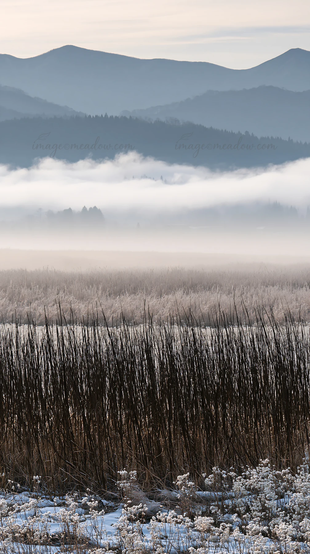 A meadow in Akita is covered in silver grasses, surrounded by fog and mountains. The scene shows the transition from winter to spring in a natural setting.