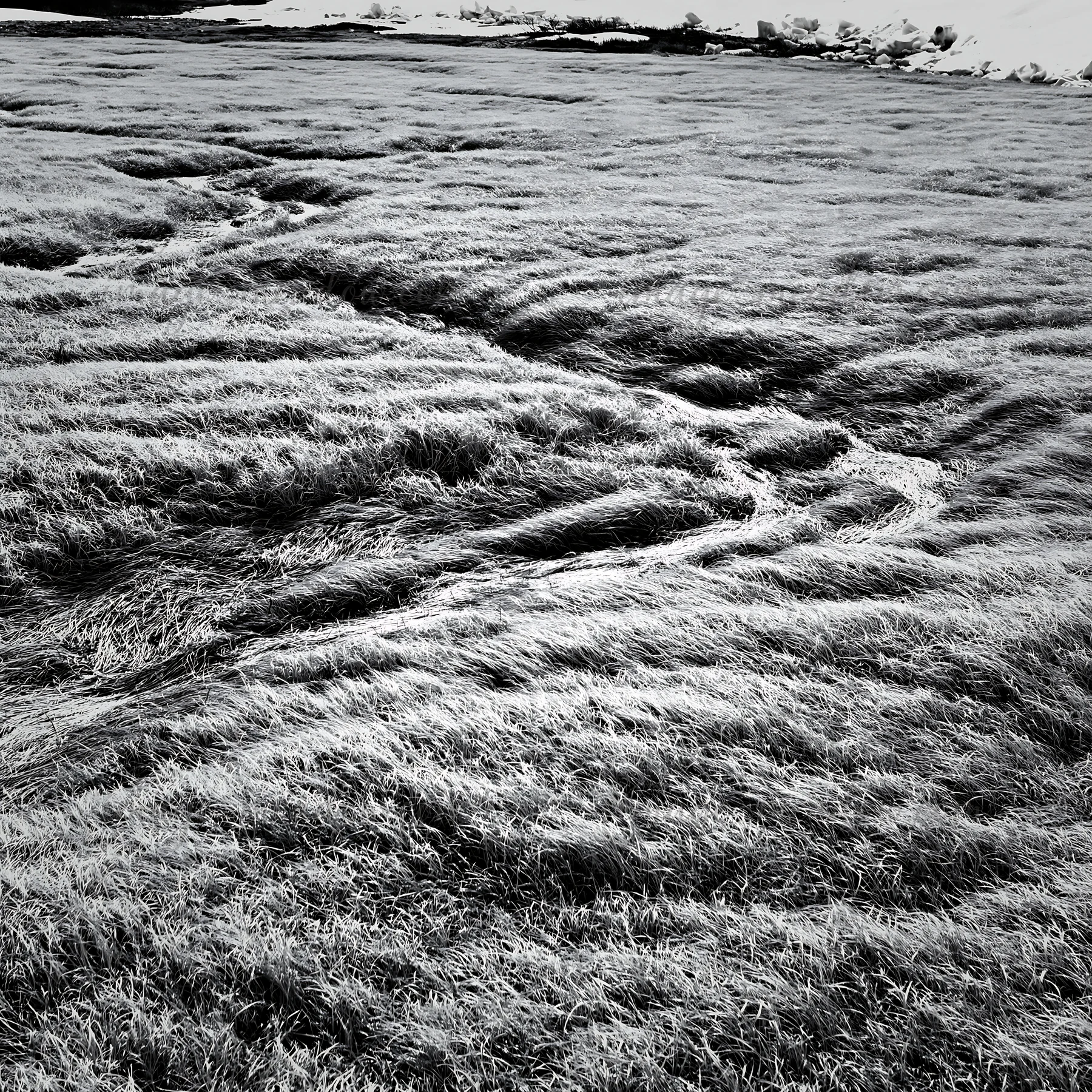 A meadow in Akita shows the effects of snowmelt. Silver grasses cover the ground, creating a winding pattern through the landscape as snow lingers in the backgr