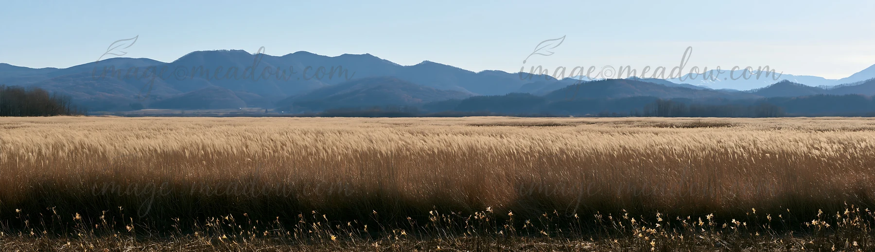 A wide meadow in Akita shows silver grasses growing as snow melts away. The backdrop features mountains, creating a natural landscape in daytime.