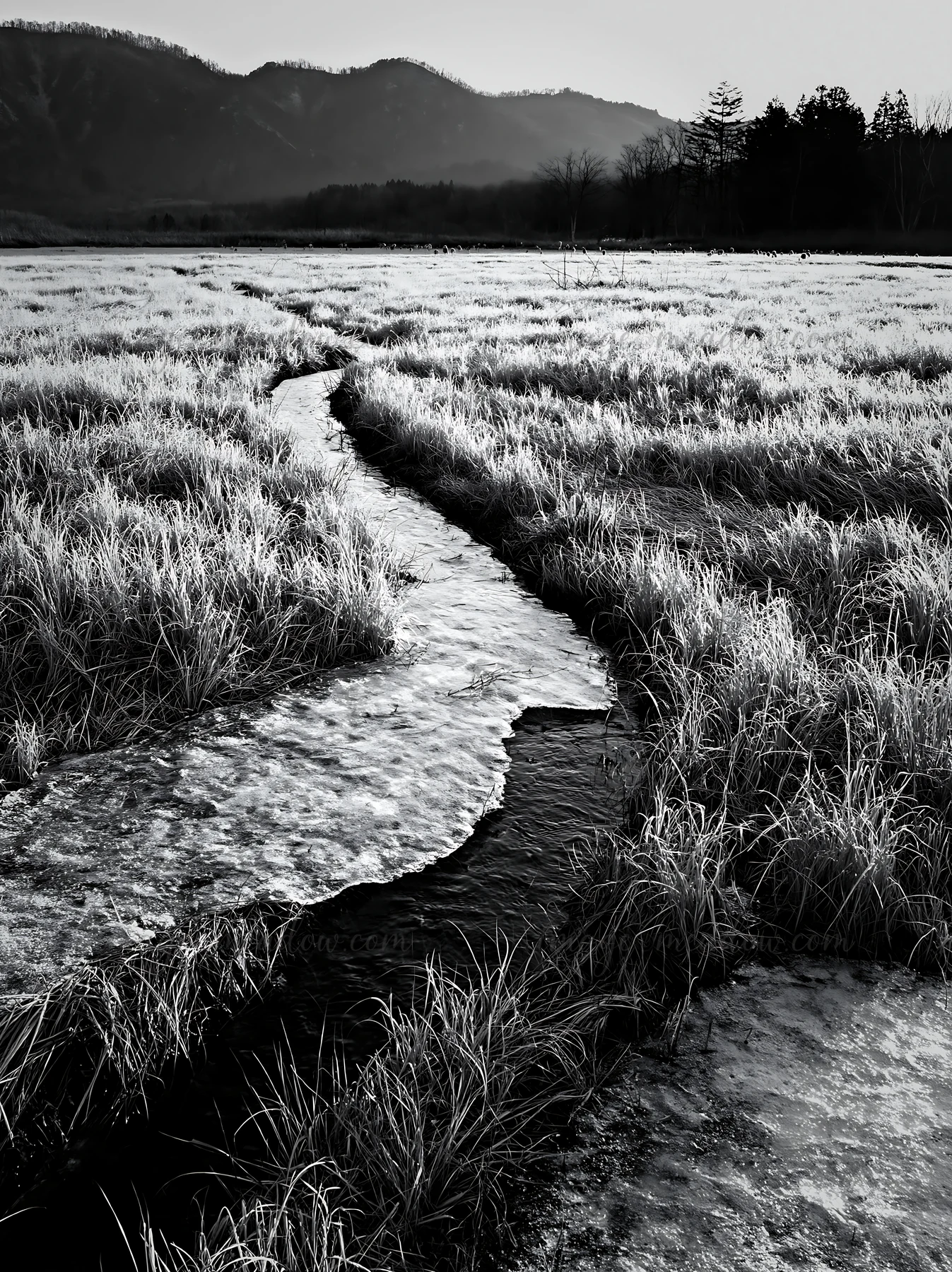 A meadow in Akita features silver grasses and snowmelt. A stream flows through the grassy area as the morning light casts shadows on the landscape. The backdrop