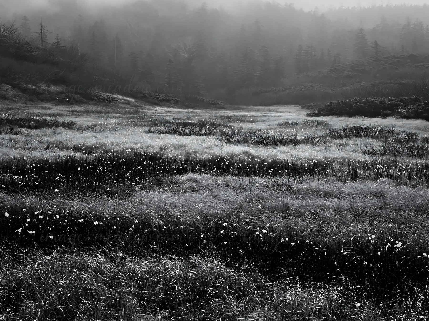 The scene shows a meadow in Akita where snow has melted. Silver grasses grow in the field, creating a landscape that is soft and open. The area appears calm and