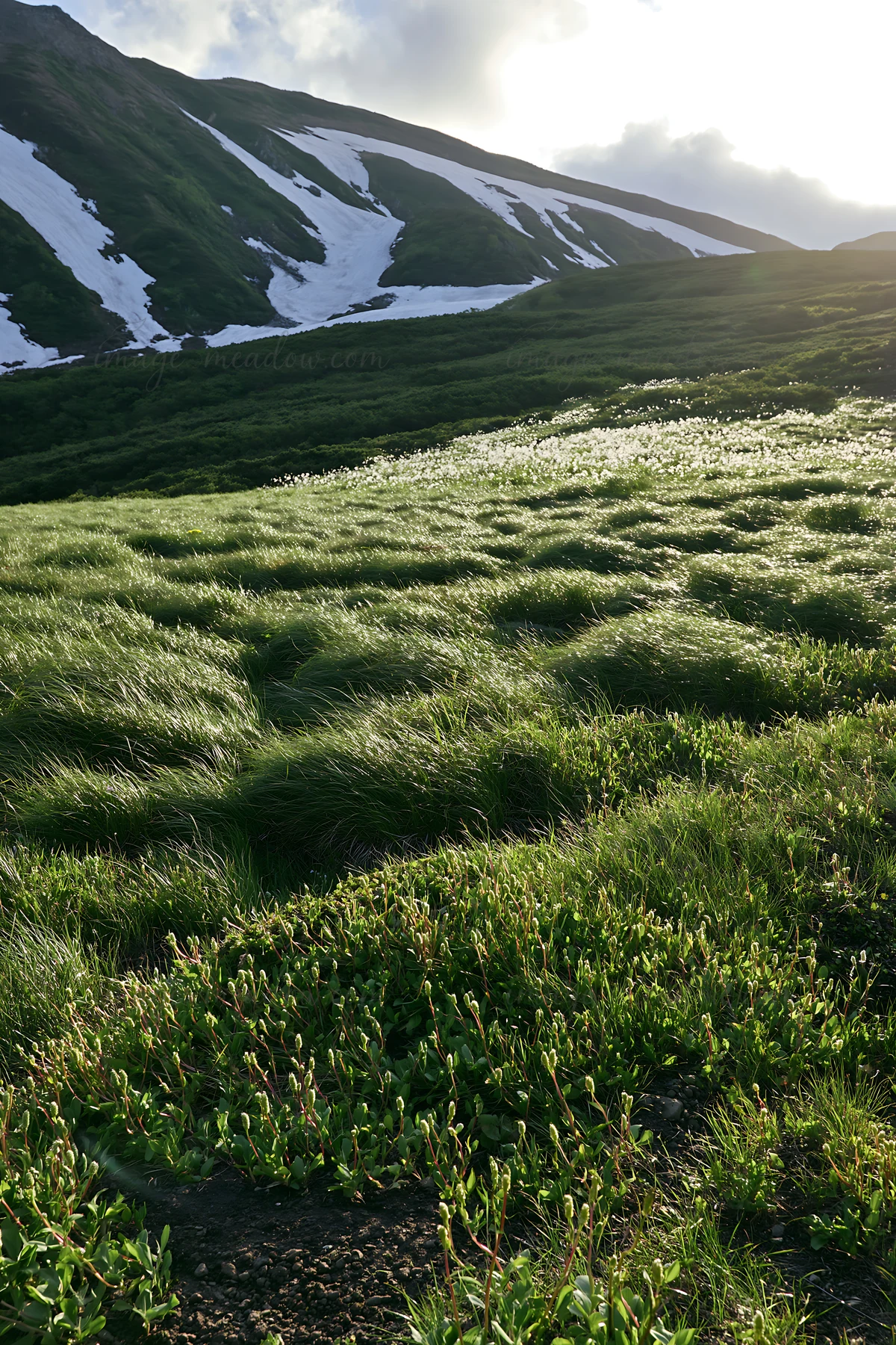 The scene shows a snowmelt meadow in Akita, filled with green grasses and sparse silver grasses. Snow remains on the mountain slopes, and sunlight reflects off