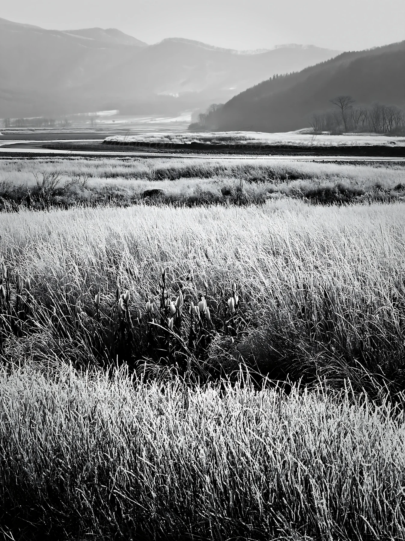 A snowmelt meadow in Akita with silver grasses swaying gently. The background features distant mountains and a clear sky, creating a natural landscape. Presente