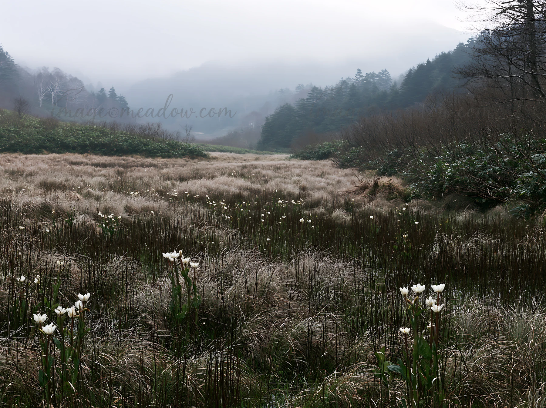 A snowmelt meadow in Akita features tall silver grasses and clusters of white flowers. The scene is set in a foggy atmosphere with distant hills and trees visib
