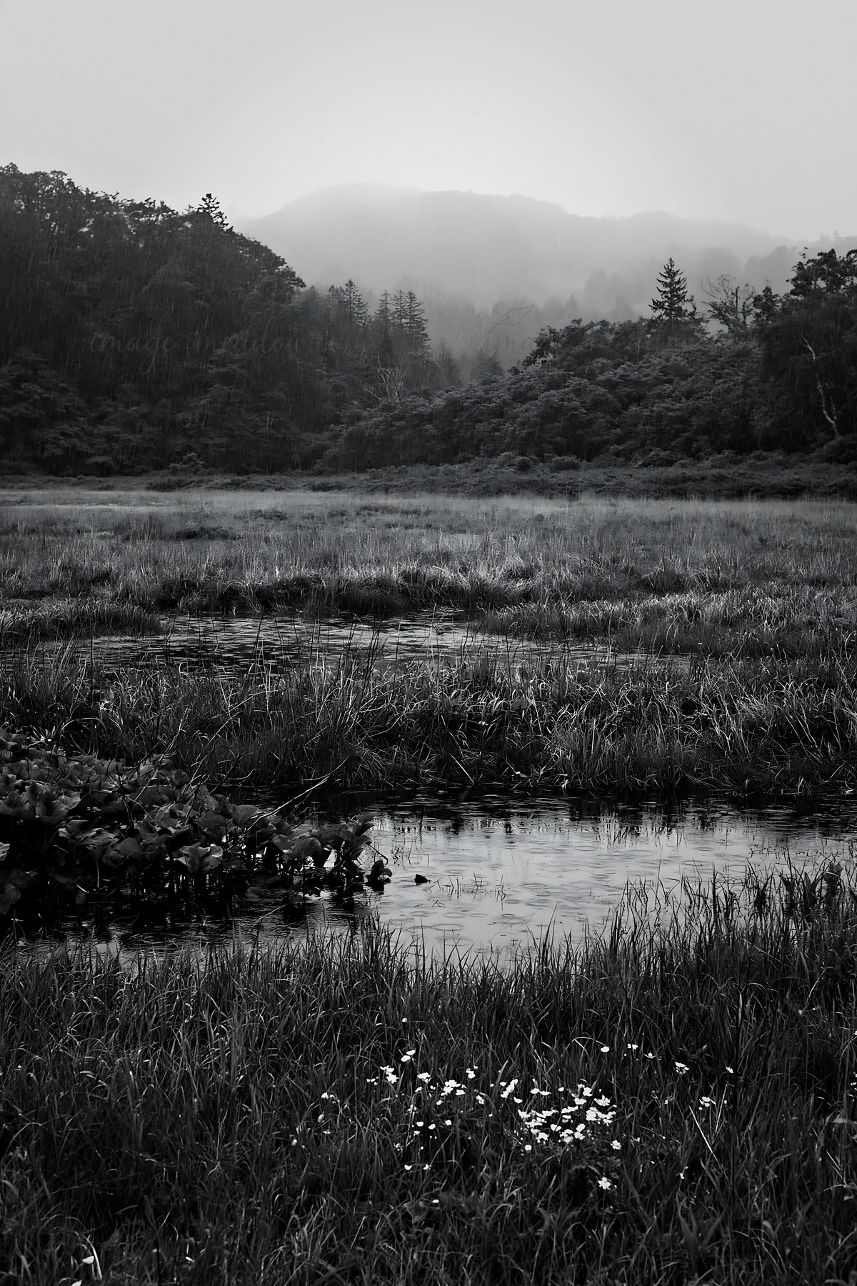 The scene shows a snowmelt meadow in Akita, featuring silver grasses and some yellow flowers. The environment appears wet, with gentle hills in the background a