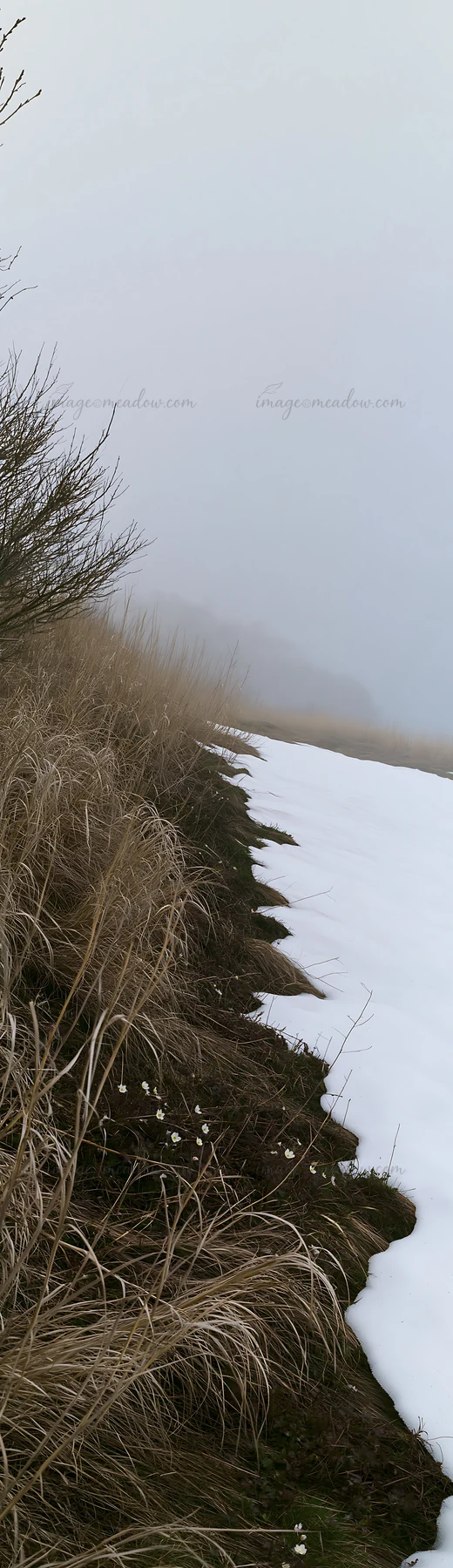 Snow is melting in a meadow in Akita. Silver grasses grow along the edge, with fog creating a soft light. The scene shows a transition from winter to spring, hi