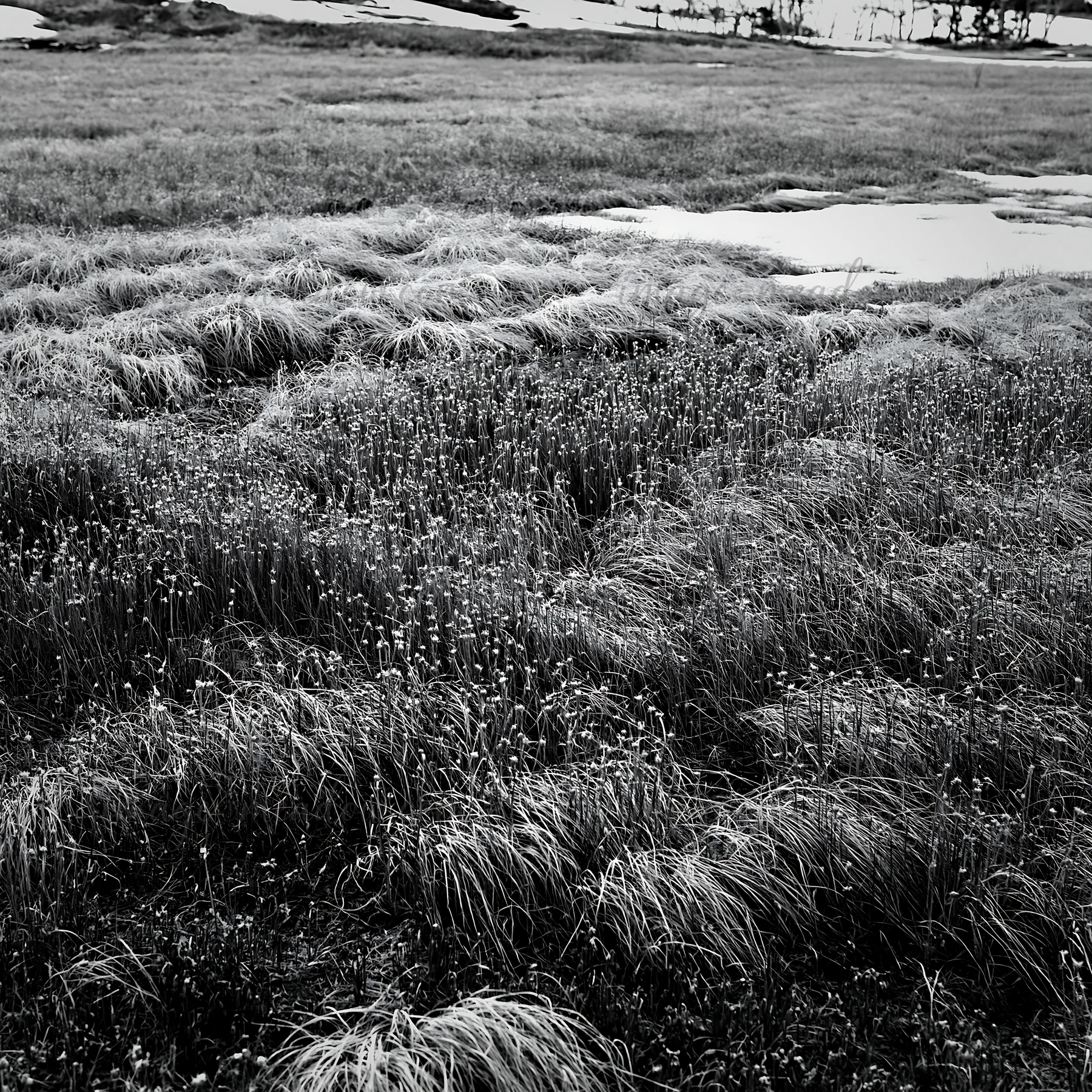 The scene shows a meadow in Akita during snowmelt, featuring silver grasses with patches of snow visible on the ground. The area has a natural, undulating terra