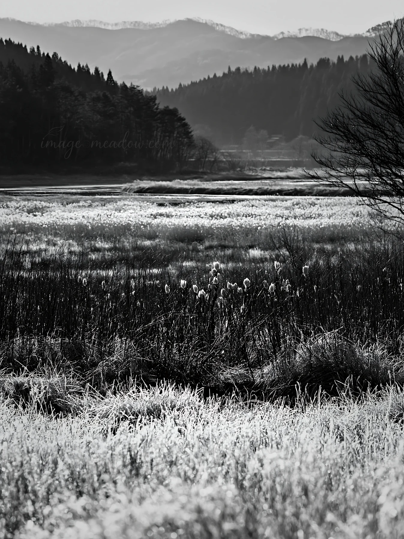 The scene shows a snowmelt meadow in Akita with silver grasses under morning light. Mountains rise in the background, and a river flows through the area. This l