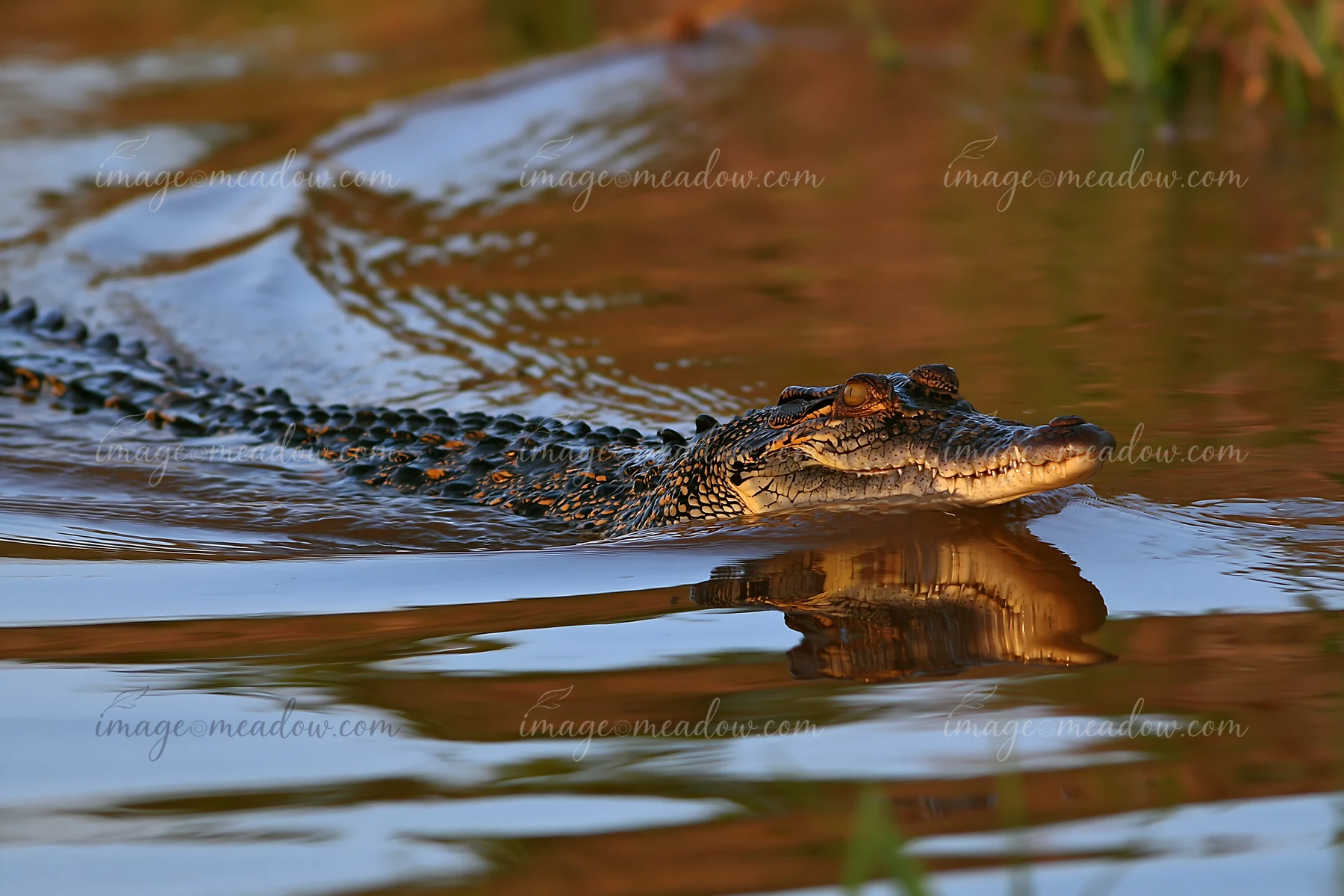 Alligator swimming through sunlit water with its reflection visible on the rippling surface.
