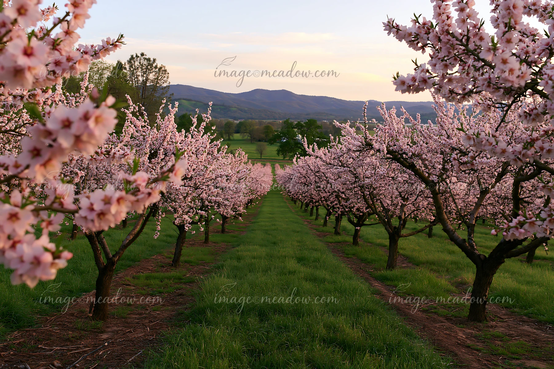 Almond tree blossoms fill a scenic landscape with rows of pink flowers.