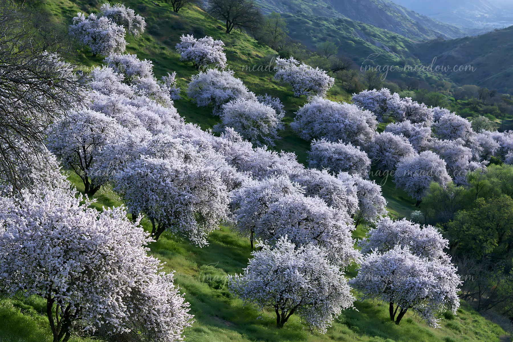 Almond tree blossoms in landscape cover a hillside, showcasing clusters of white-pink flowers against vibrant green grass.