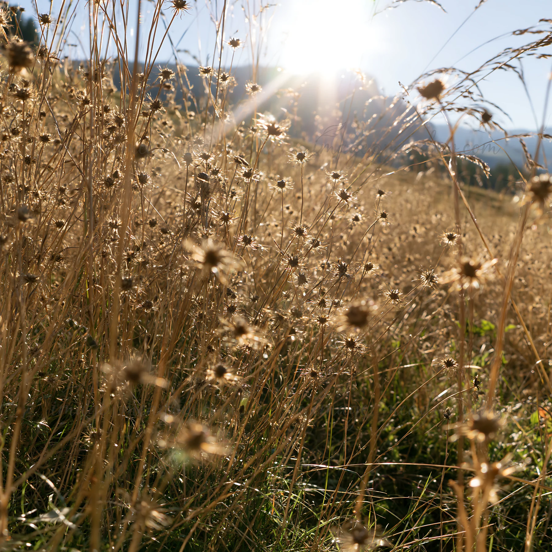 Sunbeams filter through the dry grasses in the Alpe di Siusi meadow during summer. The landscape features golden grasses and distant mountains, creating a natur