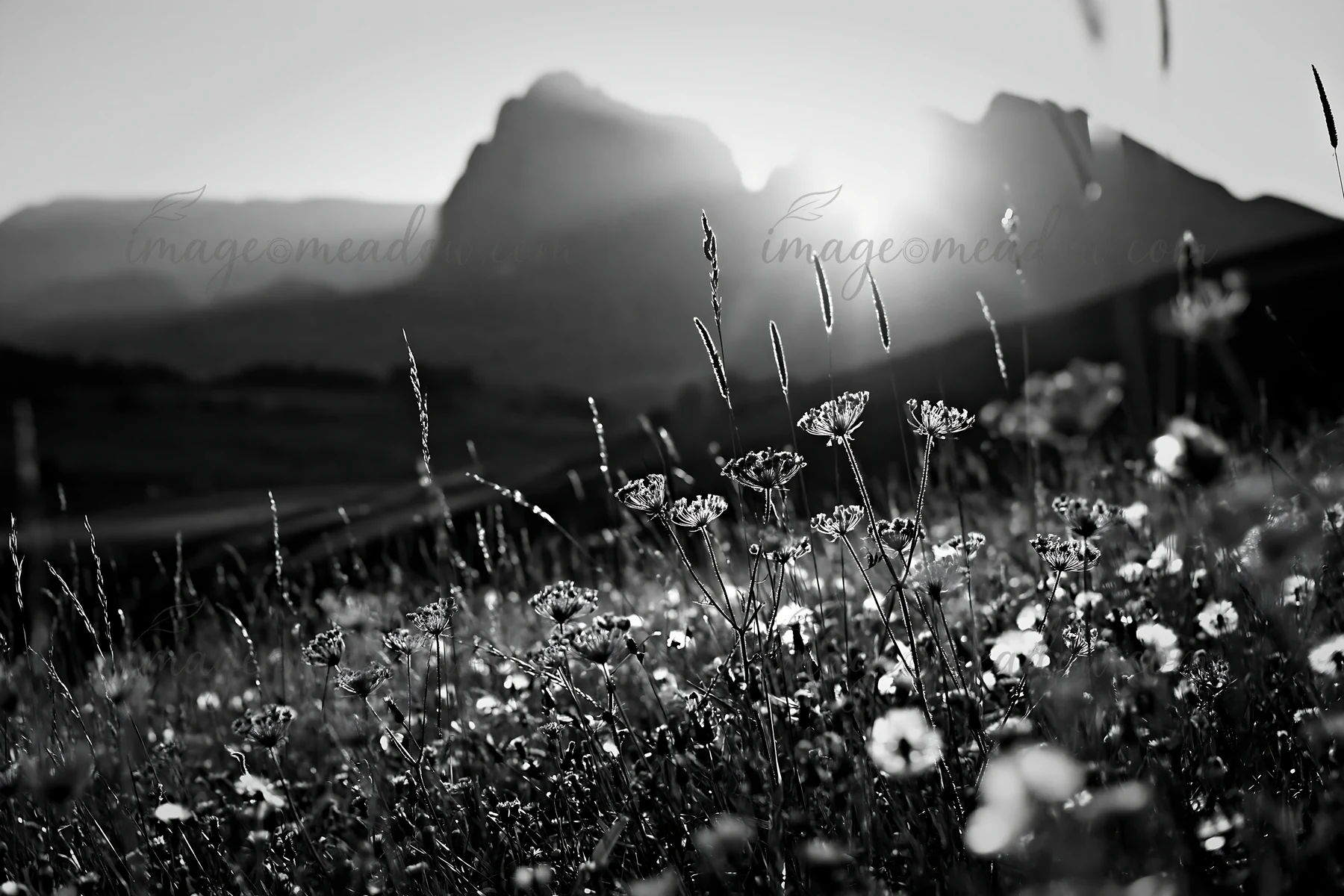 Sunlight streams through a meadow filled with flowers in Alpe di Siusi during the late afternoon. The mountains create a backdrop, adding depth to the scenery.