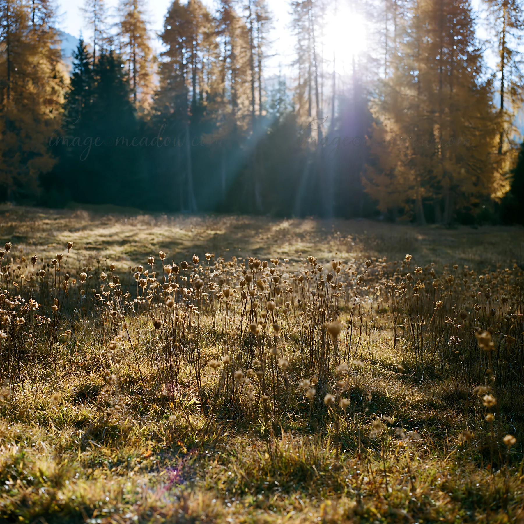 Sunbeams filter through trees in Alpe di Siusi meadow during autumn. The landscape features a field of dry grass and wildflowers, showcasing the natural beauty