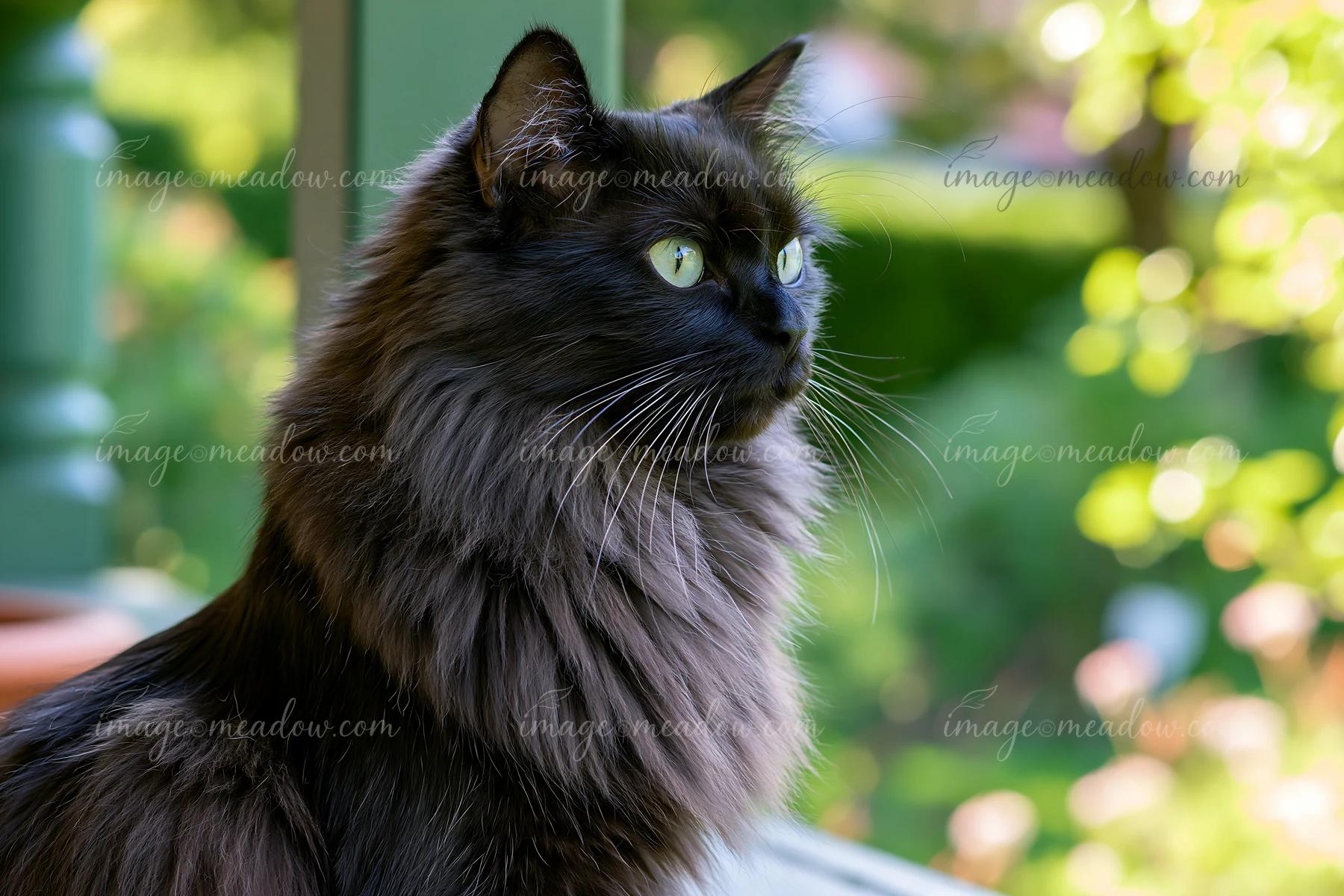 An Asian Semi-longhair cat sits on a ledge, observing its surroundings in a bright garden.