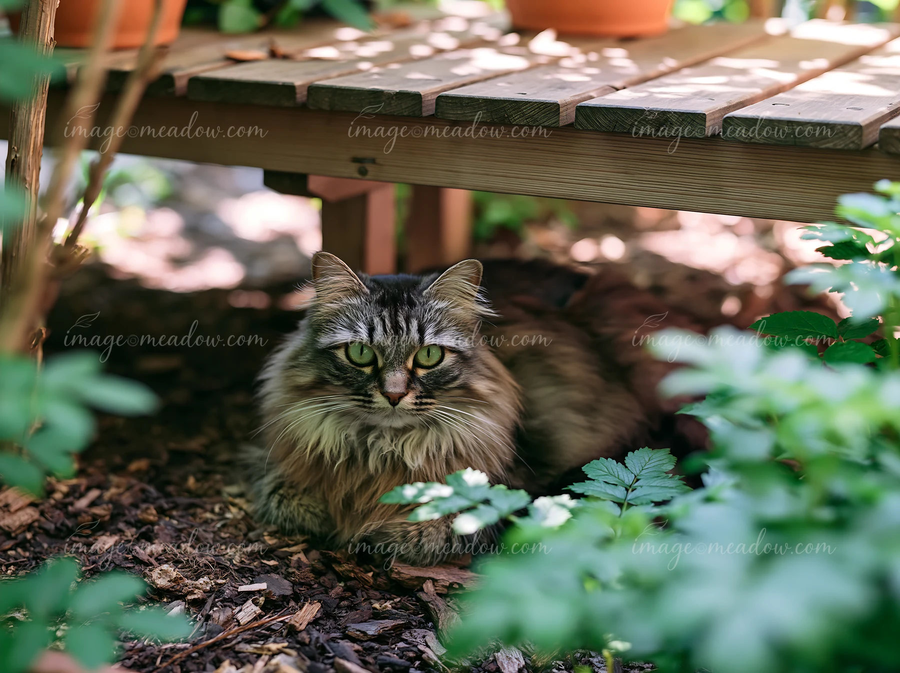 An Asian Semi-longhair cat sits quietly under a wooden structure, surrounded by green plants and garden elements.