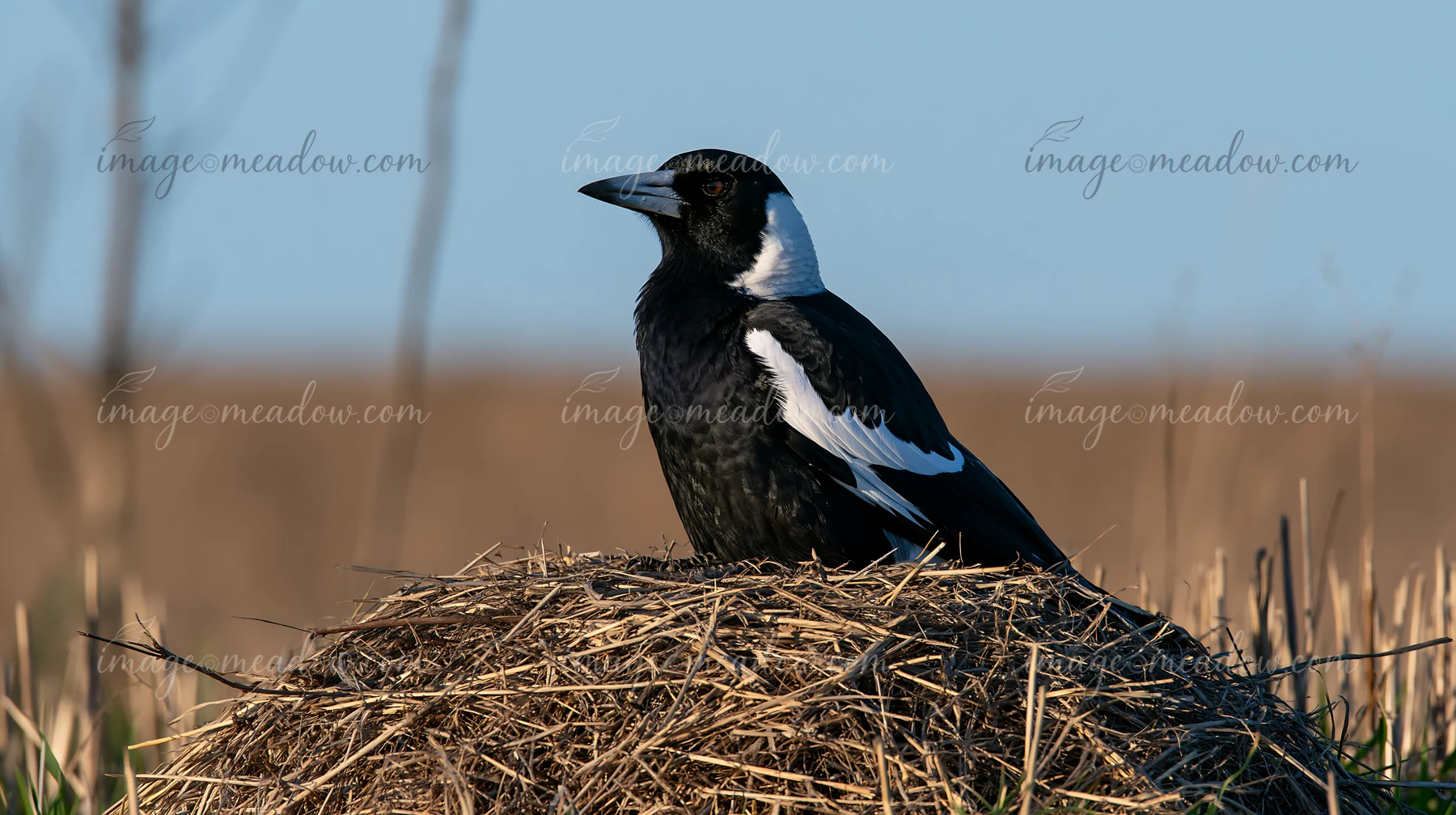 An Australian magpie in grassland sits on a nest made of twigs and grass, observing its surroundings under a clear sky.
