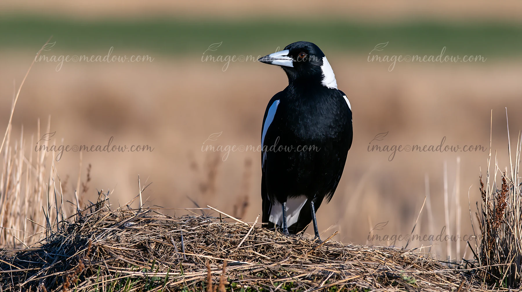 An Australian magpie is perched on a small mound in open grassland.