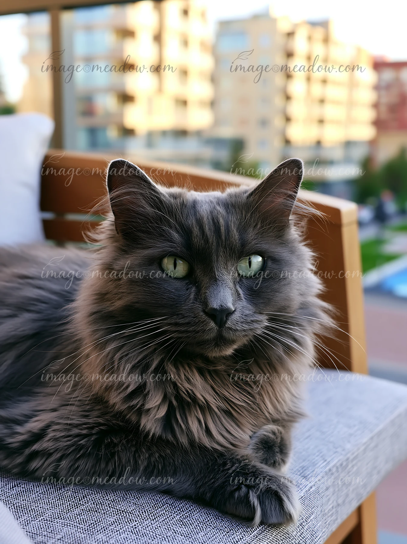 An Australian Mist cat lounges on a balcony with a city view.