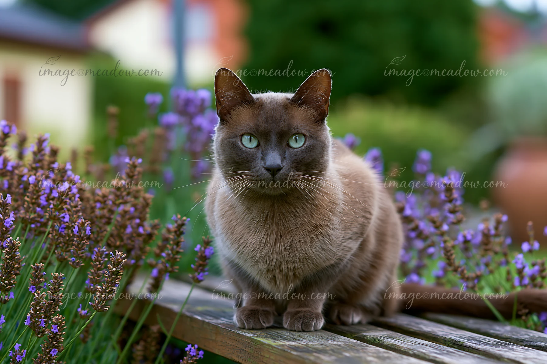 An Australian Mist cat sits on a wooden bench surrounded by lavender flowers in a garden.