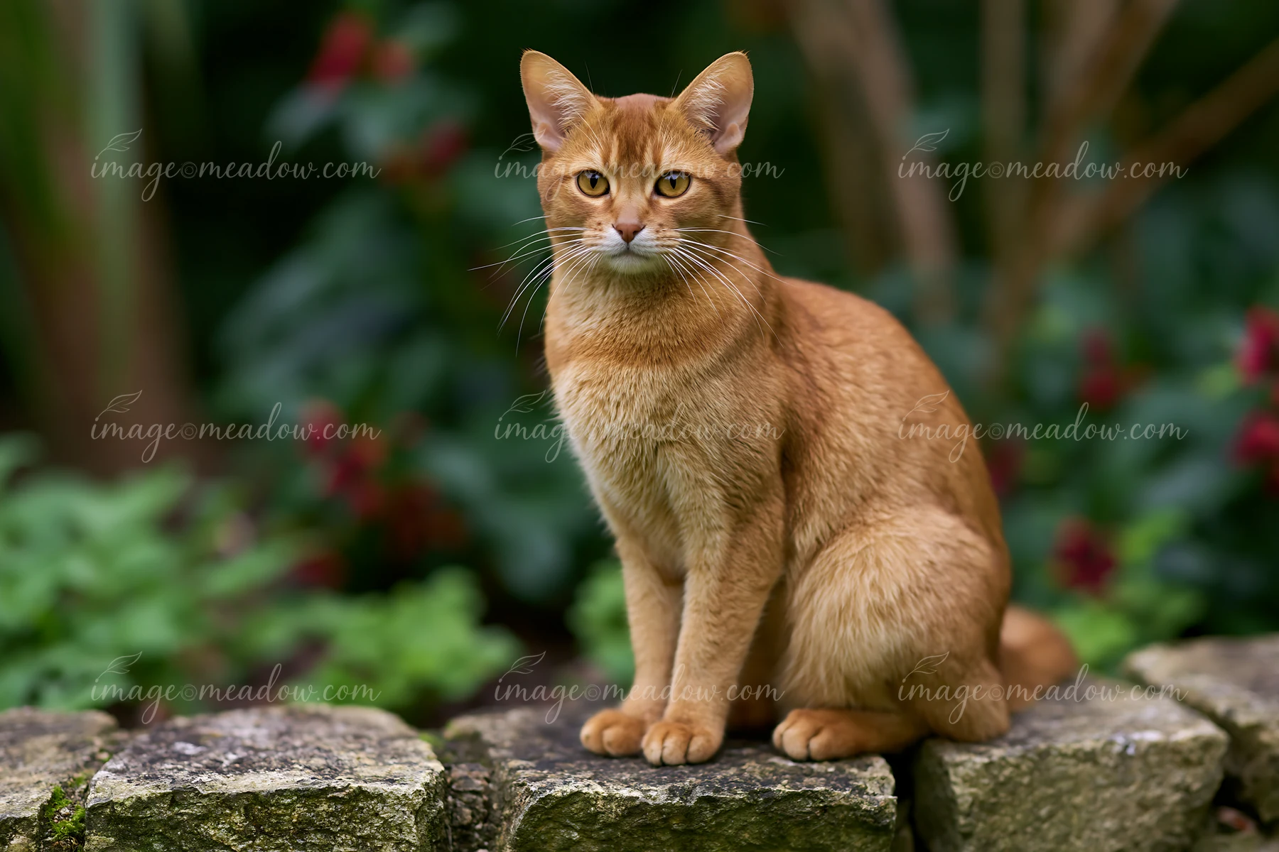 An Australian Mist cat sits on stones in a garden surrounded by green plants and small red flowers.