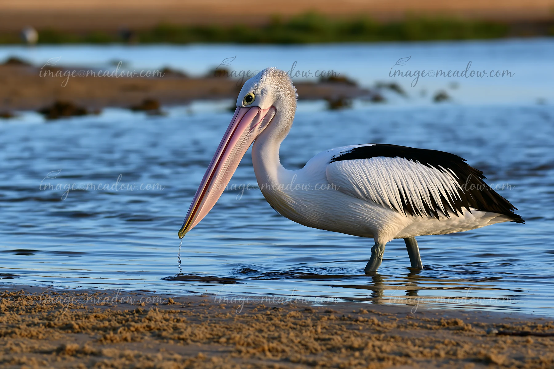 An Australian pelican forages in shallow water at the coastal lagoon, showcasing its long bill and distinctive plumage.
