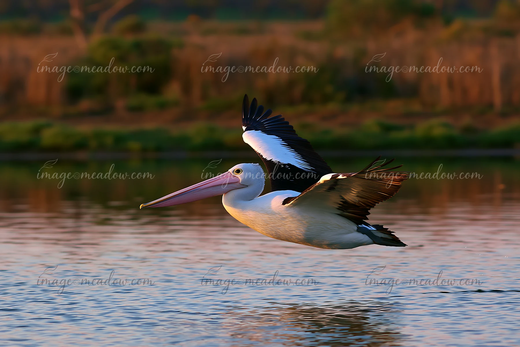 An Australian pelican glides low over a coastal lagoon, reflecting the warm colors of the sunset.