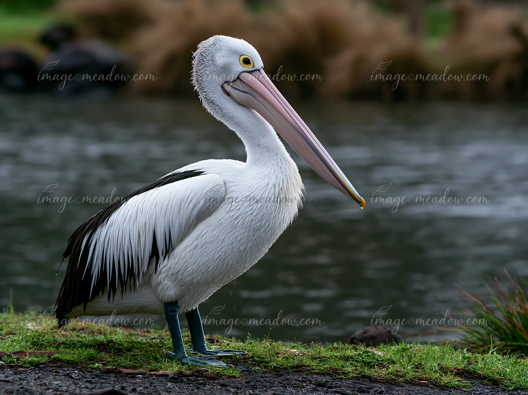 An Australian pelican is standing by a coastal lagoon, showcasing its long beak and distinct features.