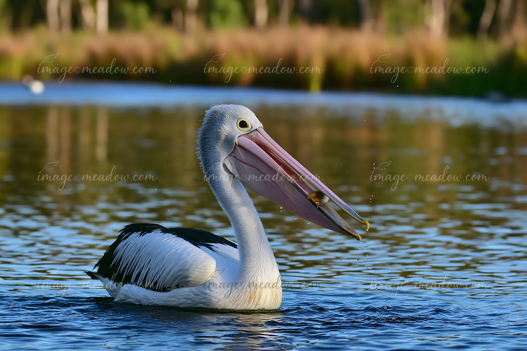 An Australian pelican on coastal lagoon catches a fish with its large bill while surrounded by water and greenery under clear skies.