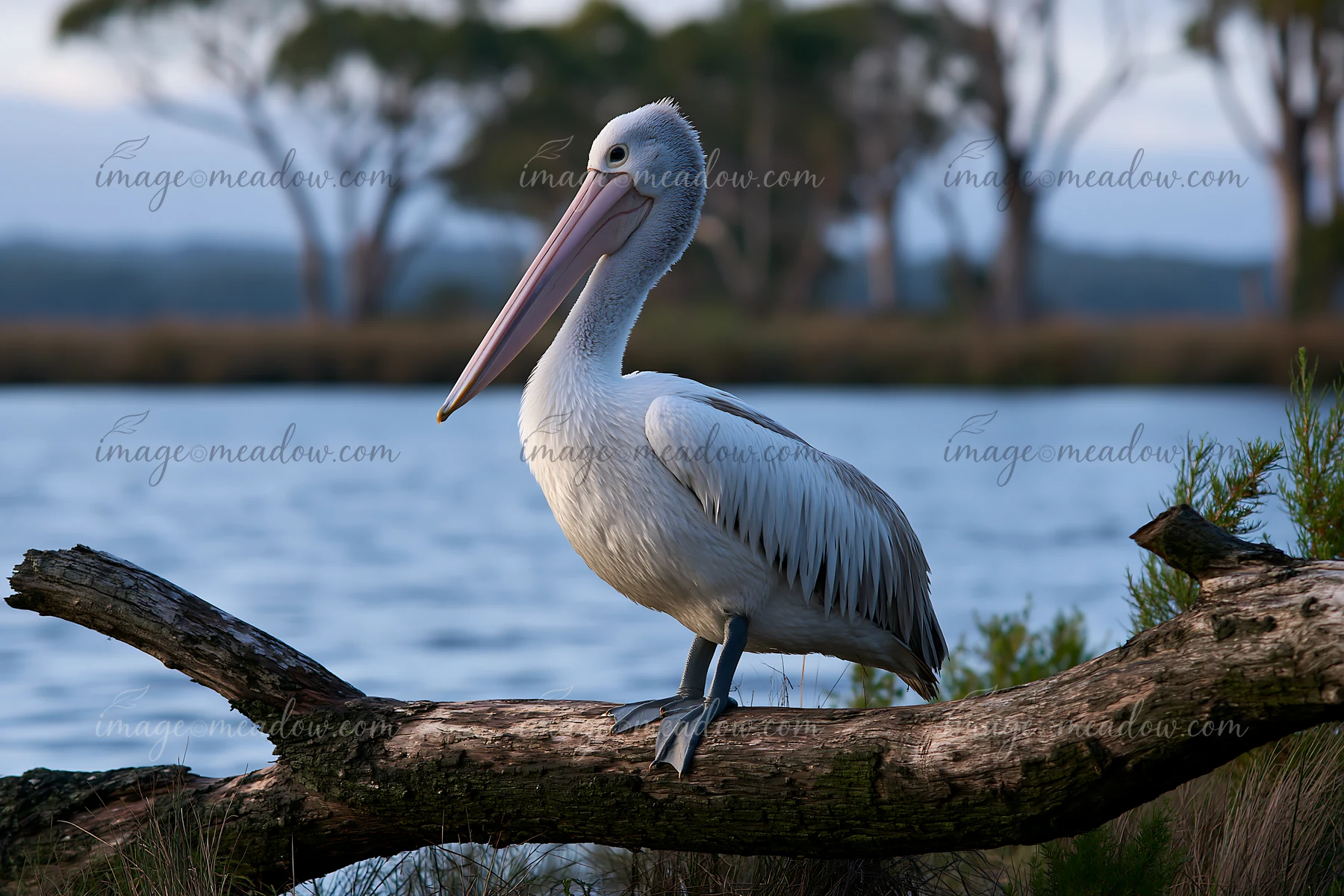 An Australian pelican on coastal lagoon rests on a log that extends over the water.