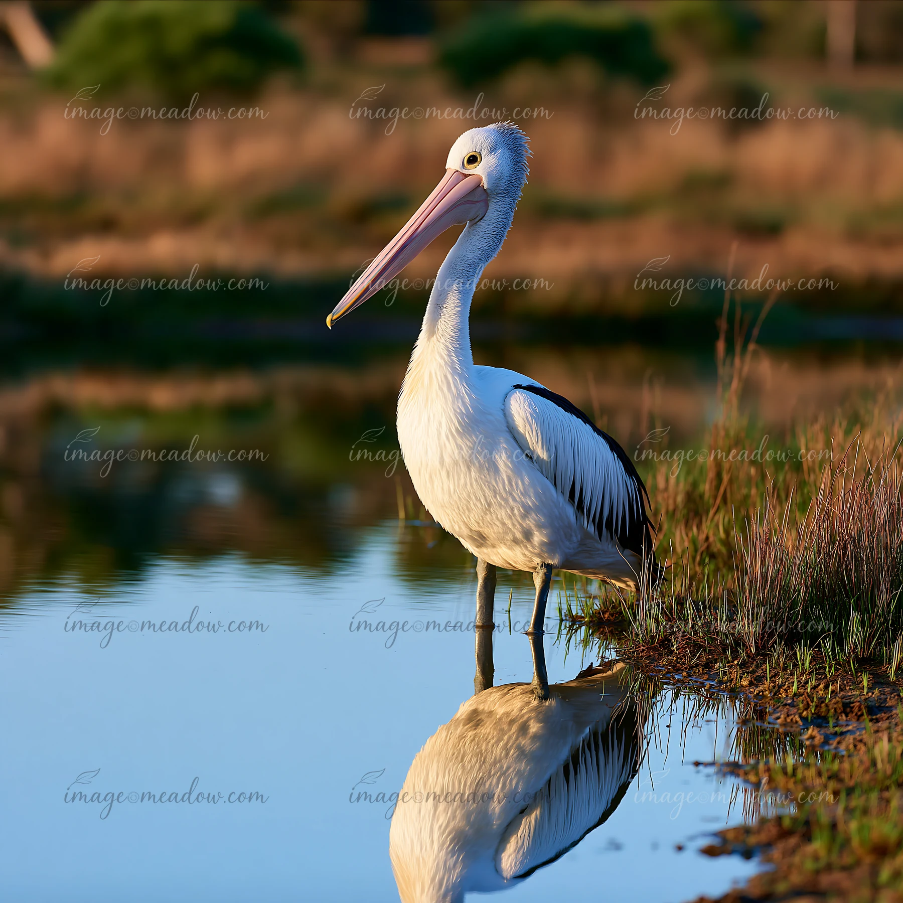 An Australian pelican on coastal lagoon stands near the shoreline, reflecting in the water.