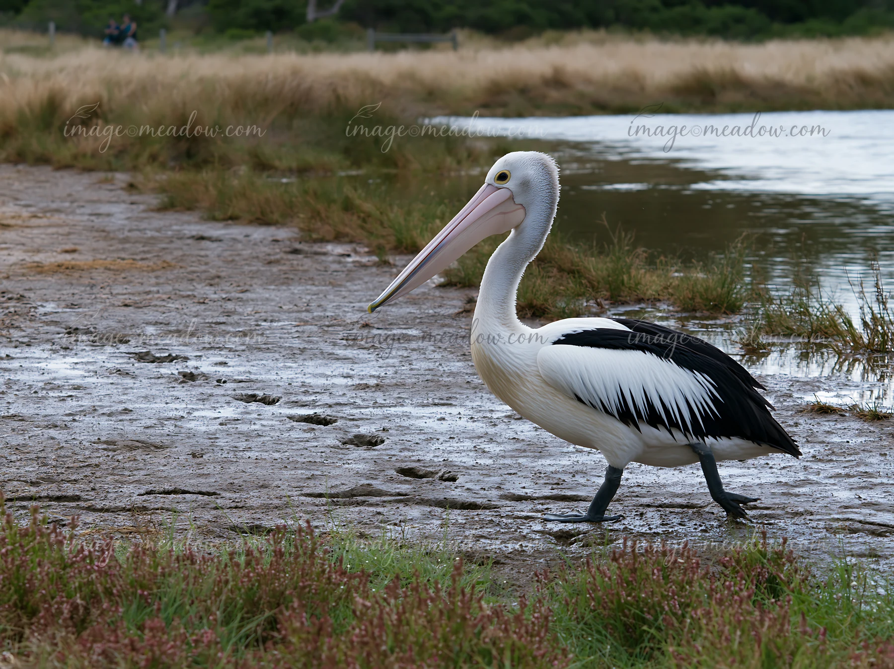 An Australian pelican on coastal lagoon walks on the muddy bank.
